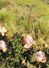 иерихонская роза